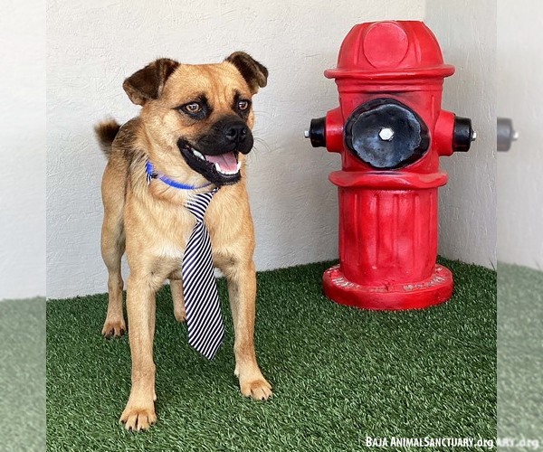 Medium Photo #3 Brug Puppy For Sale in San Diego, CA, USA