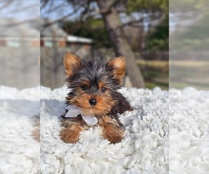 Yorkshire Terrier Puppy for sale in INDIANAPOLIS, IN, USA