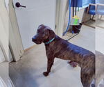 Small #12 German Shorthaired Pointer-Treeing Walker Coonhound Mix