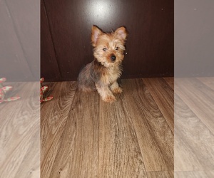 Yorkshire Terrier Puppy for sale in LAPEER, MI, USA