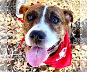 Mutt Dogs for adoption in Canton, CT, USA