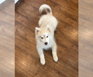 Siberian Husky Puppy for sale in DAVIDSON, NC, USA