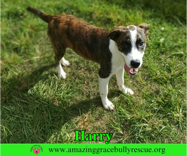 Medium Photo #4 Mutt Puppy For Sale in Milton, FL, USA