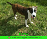 Small Photo #4 Mutt Puppy For Sale in Milton, FL, USA