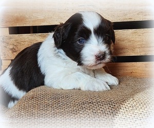 Havanese Puppy for sale in RAINIER, OR, USA