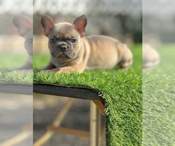 Medium Photo #18 French Bulldog Puppy For Sale in SAN ANTONIO, TX, USA