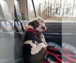 Small #12 Staffordshire Bull Terrier