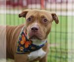 Small American Staffordshire Terrier
