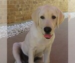 Small Photo #23 Labrador Retriever Puppy For Sale in PLANO, TX, USA