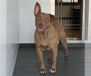 MAGNOLIA - Female Mutt Dog for Adoption - Photo #2
