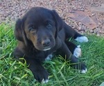 Puppy Puppy 3 Labrador Retriever-Mutt Mix