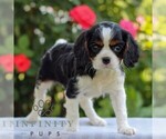 Small #3 Cavalier King Charles Spaniel
