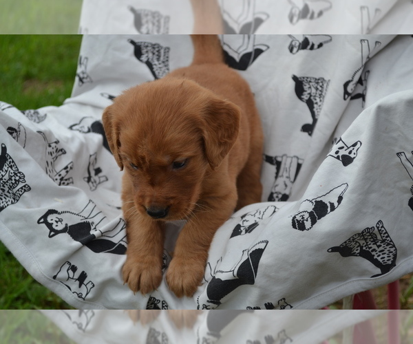 Medium Photo #3 Golden Retriever Puppy For Sale in GREENWOOD, WI, USA