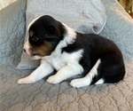 Small Photo #8 Miniature Australian Shepherd Puppy For Sale in VERNONIA, OR, USA