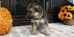 Small #17 German Shepherd Dog