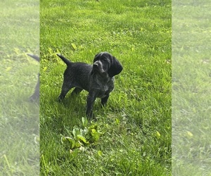 Medium German Shorthaired Pointer
