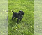 Puppy Sadie German Shorthaired Pointer