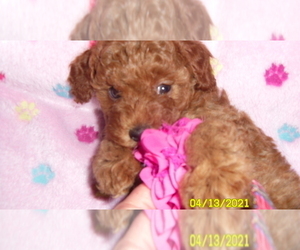 Poodle (Toy) Puppy for sale in DULUTH, GA, USA