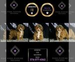 Small #5 Maltipoo