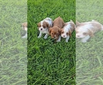 Small #2 Cavalier King Charles Spaniel