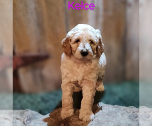 Poodle (Standard)-Whoodle Mix Puppy for Sale in TARKIO, Missouri USA