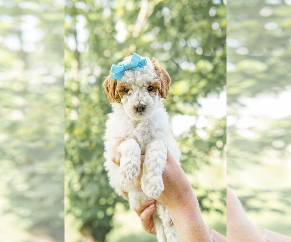 Medium Photo #54 Goldendoodle (Miniature) Puppy For Sale in FREDERICA, DE, USA