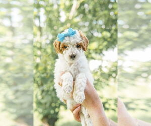 Medium Goldendoodle (Miniature)