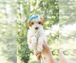 Puppy Puppy 9 Goldendoodle (Miniature)
