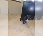 Small Bullypit
