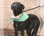 Small #12 Labrador Retriever-Retriever  Mix