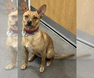 Chihuahua-Unknown Mix Dogs for adoption in Forestville, MD, USA