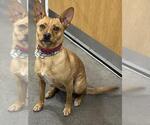 Small Chihuahua Mix