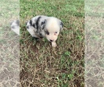 Small Photo #10 Australian Shepherd Puppy For Sale in MERIDIANVILLE, AL, USA