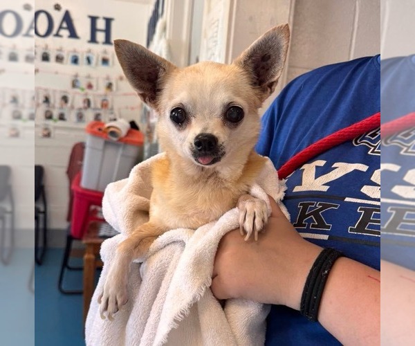 Medium Photo #2 Chihuahua Puppy For Sale in Muskegon, MI, USA
