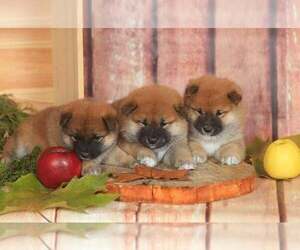 Shiba Inu Puppy for sale in Corbeanca, Ilfov, Romainia