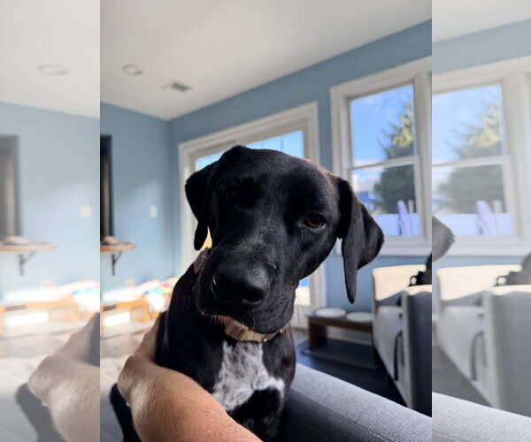 Medium Photo #2 Mutt Puppy For Sale in Morganville, NJ, USA