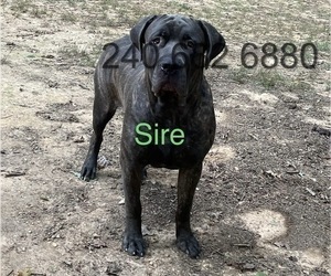 Father of the Cane Corso puppies born on 11/17/2023
