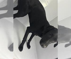 Labrador Retriever Dogs for adoption in Houston, TX, USA