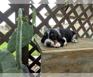 Basset Hound Puppy for sale in ROXTON, TX, USA