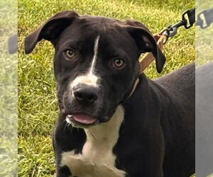 American Pit Bull Terrier Dogs for adoption in Rustburg, VA, USA