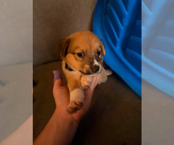 Medium Photo #2 Siberian Husky-Unknown Mix Puppy For Sale in Germantown, OH, USA