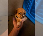 Small #1 Siberian Husky Mix