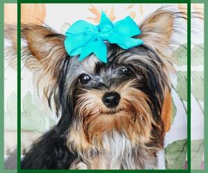 Yorkshire Terrier Puppy for sale in TAYLOR, TX, USA
