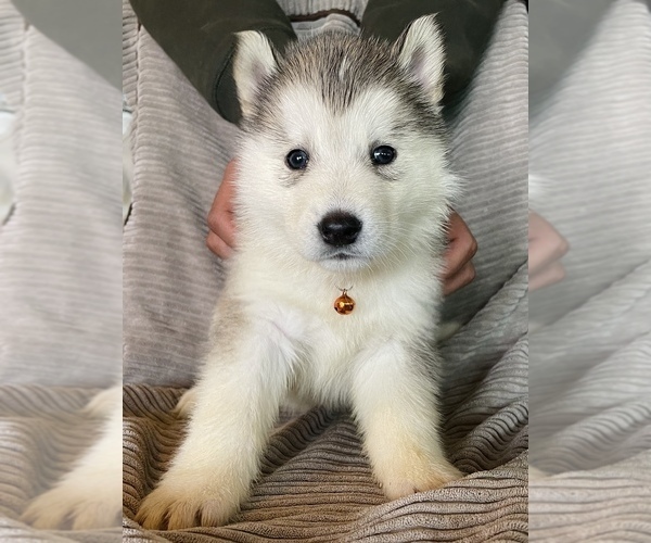 Medium Photo #4 Siberian Husky Puppy For Sale in SHANDON, CA, USA
