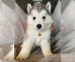 Small Photo #4 Siberian Husky Puppy For Sale in SHANDON, CA, USA