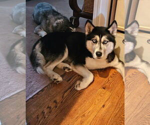 Siberian Husky Dogs for adoption in Cumming, GA, USA