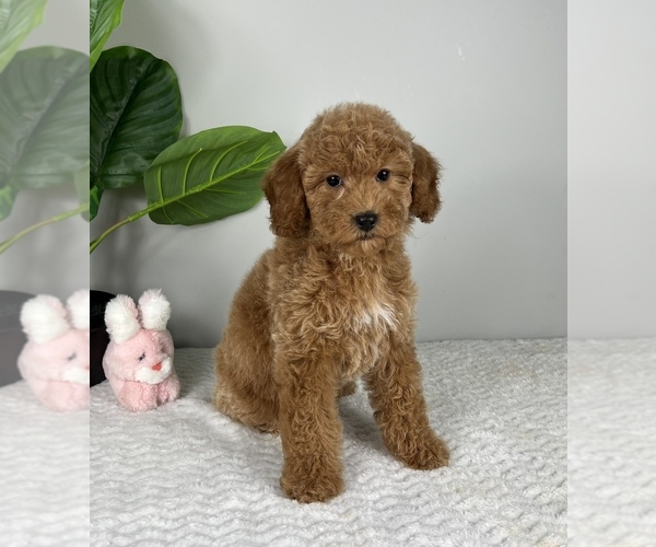 Medium Photo #5 Goldendoodle (Miniature) Puppy For Sale in FRANKLIN, IN, USA