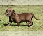 Small #7 Dachsador