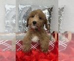 Small Photo #4 Goldendoodle (Miniature) Puppy For Sale in BULLARD, TX, USA