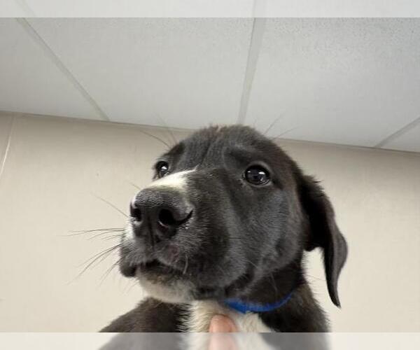 Medium Photo #1 German Shepherd Dog-Unknown Mix Puppy For Sale in Visalia, CA, USA